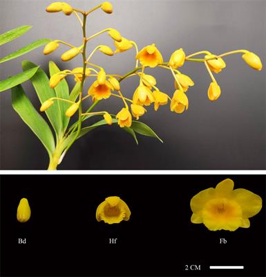 Molecular and metabolic insights into floral scent biosynthesis during flowering in Dendrobium chrysotoxum
